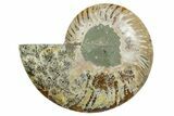 Cut & Polished Ammonite Fossil (Half) - Madagascar #354126-1